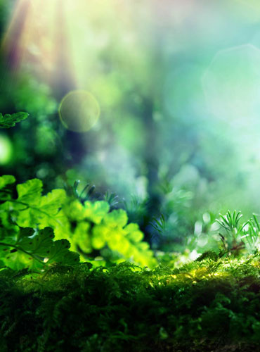 Sustainability sus sustainability 370x500